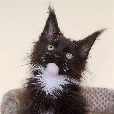 401 Gucci (R) Maine Coon male kitten .